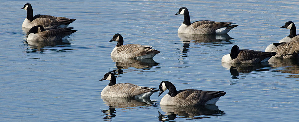 Geese in a lake